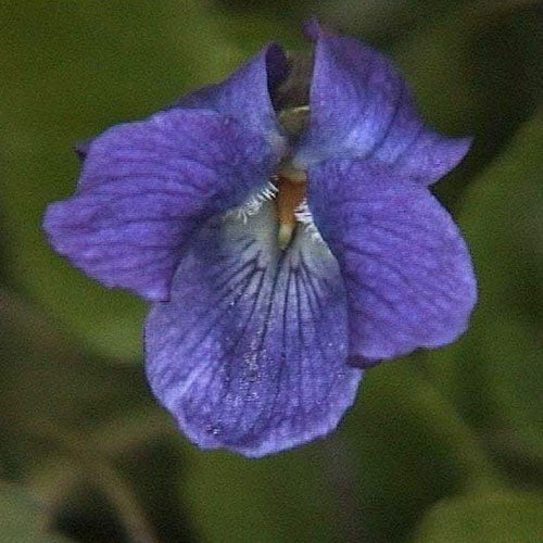 Viola odorata 'Königin Charlotte' - Garten-Duft-Veilchen