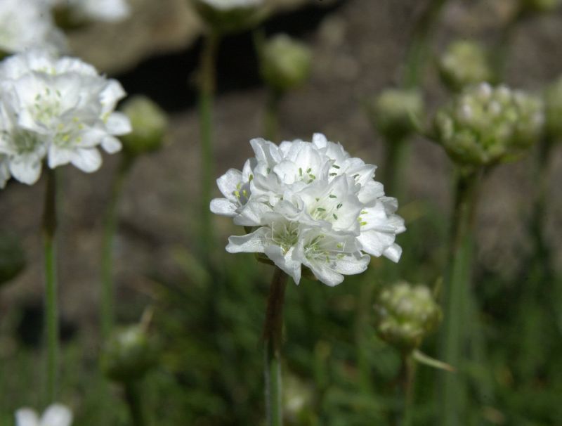 Armeria maritima 'Alba' - Garten-Grasnelke Alba