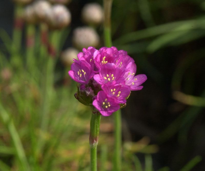 Armeria maritima 'Splendens' - Garten-Grasnelke Splendens