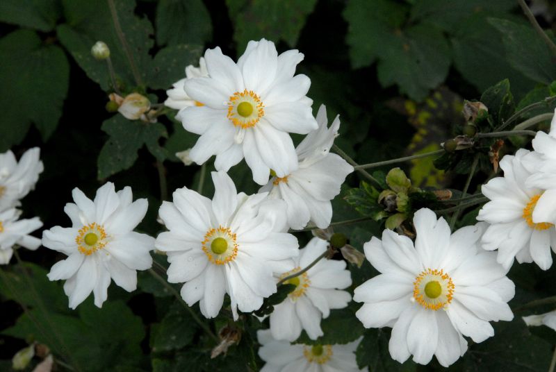 Anemone japonica 'Honorine Jobert' - Garten-Herbst-Anemone Honorine Jobert