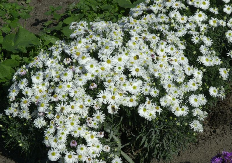 Aster dumosus 'Kristina' - Garten-Kissen-Aster Kristina
