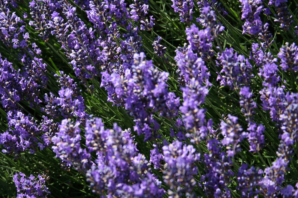 Lavandula angustifolia 'Hidcot.Blue' - Garten-Lavendel Hidcote Blue