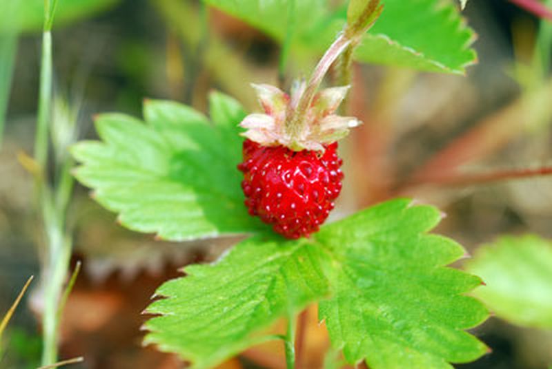 Fragaria vesca var.semperfl.'Alexandria' - Garten-Monats-Erdbeere Alexandria