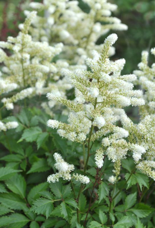 Astilbe japonica 'Deutschland' - Garten-Prachtspiere Deutschland