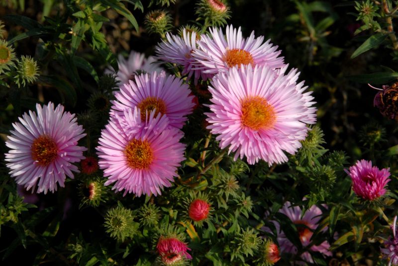 Aster novae-angliae 'Rosa Sieger' - Garten-Raublatt-Aster Rosa Sieger