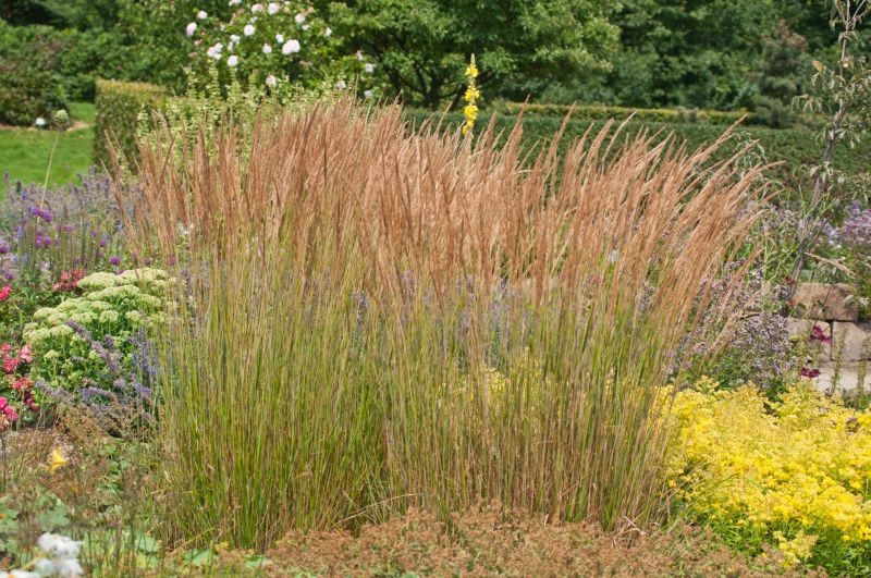 Calamagrostis x acutiflora 'Karl Foerster' - Garten-Reitgras Karl Foerster