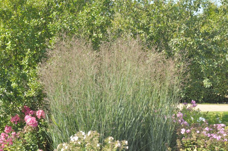 Panicum virgatum 'Heavy Metal' - Garten-Ruten-Hirse Heavy Metal