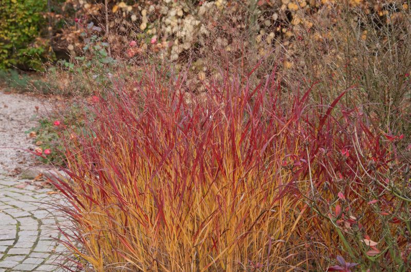 Panicum virgatum 'Rehbraun' - Garten-Ruten-Hirse Rehbraun