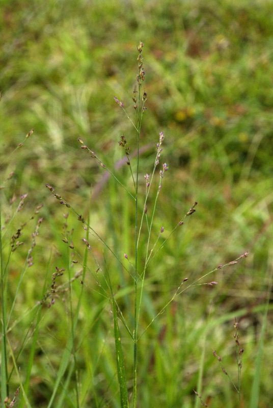 Panicum virgatum 'Rotstrahlbusch' - Garten-Ruten-Hirse Rotstrahlbusch