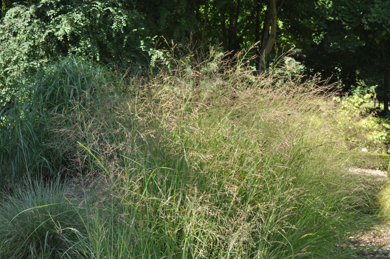 Panicum virgatum 'Hänse Herms' - Garten-Ruten-Hirse Hänse Herms