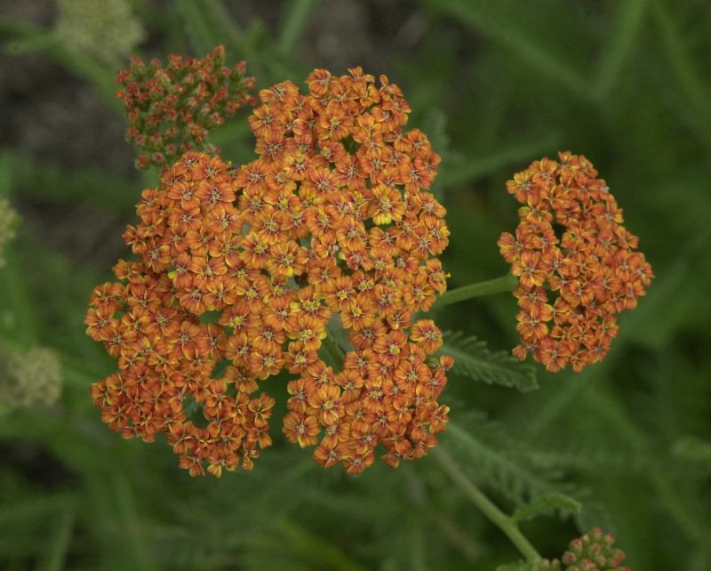 Achillea millefolium 'Terracotta' - Garten-Schaf-Garbe Terracotta