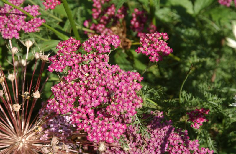 Achillea millefolium 'Cerise Queen' - Garten-Schaf-Garbe Cerise Queen