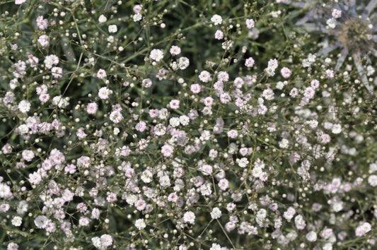 Gypsophila repens 'Rosenschleier' - Garten-Schleierkraut Rosenschleier