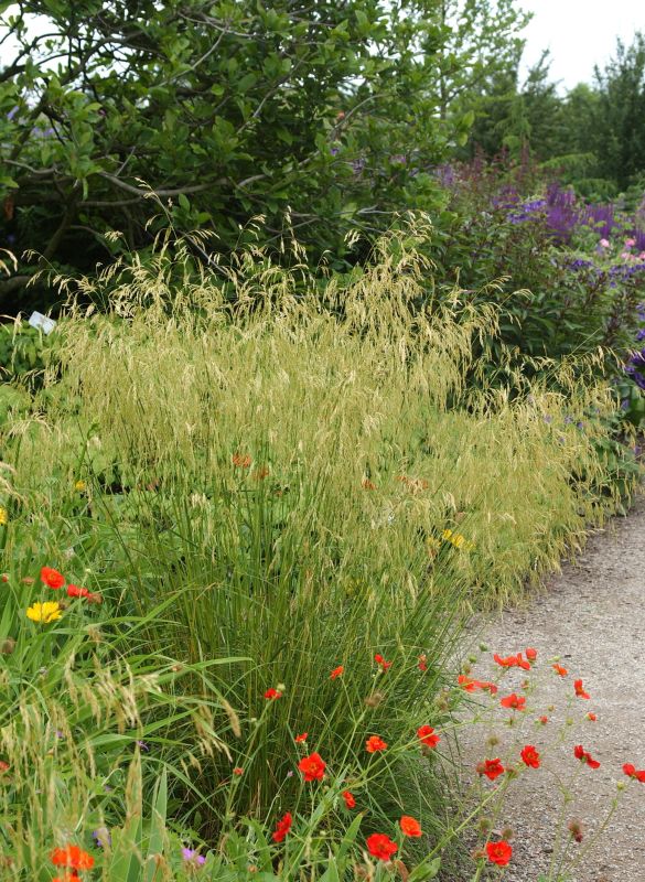 Deschampsia cespitosa 'Goldschleier' - Garten-Schmiele