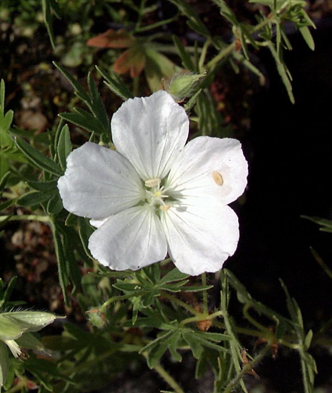 Geranium sanguineum 'Album' - Garten-Schnee-Storchschnabel