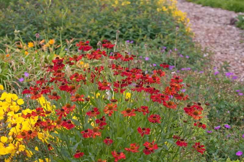 Helenium x cult.'Moerheim Beauty' - Garten-Sonnenbraut Moerheim Beauty