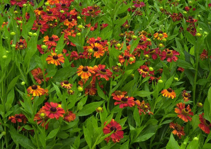 Helenium x cult.'Baudirektor Linne' - Garten-Sonnenbraut Baudirektor Linne