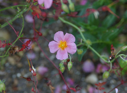 Helianthemum x cult.'Lawrensons Pink' - Garten-Sonnenröschen Lawrensons Pink