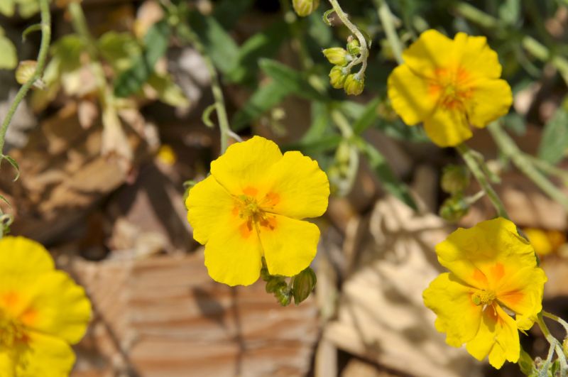 Helianthemum x cult.'Sterntaler' - Garten-Sonnenröschen Sterntaler