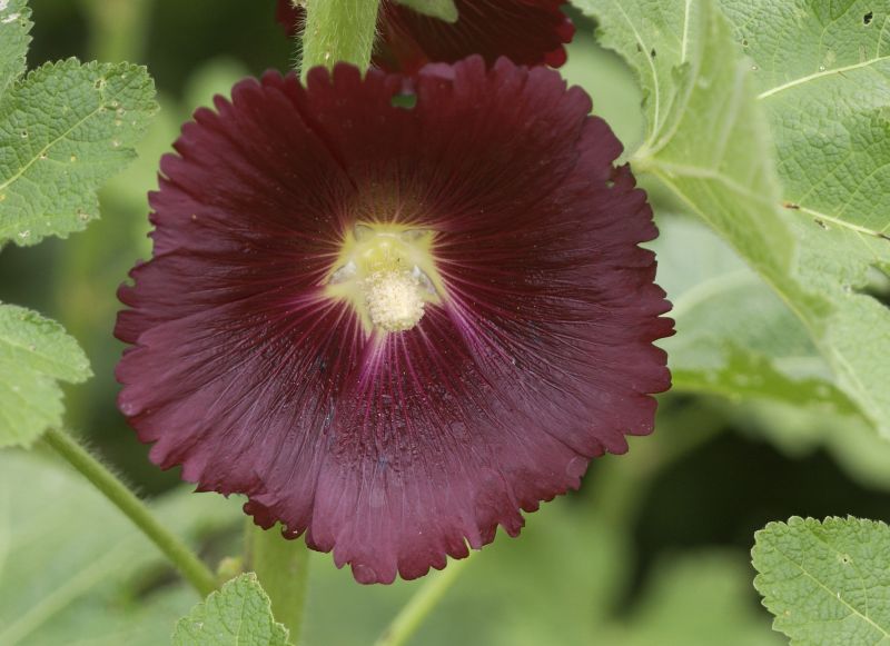 Alcea rosea 'Nigra' - Garten-Stockrose Nigra