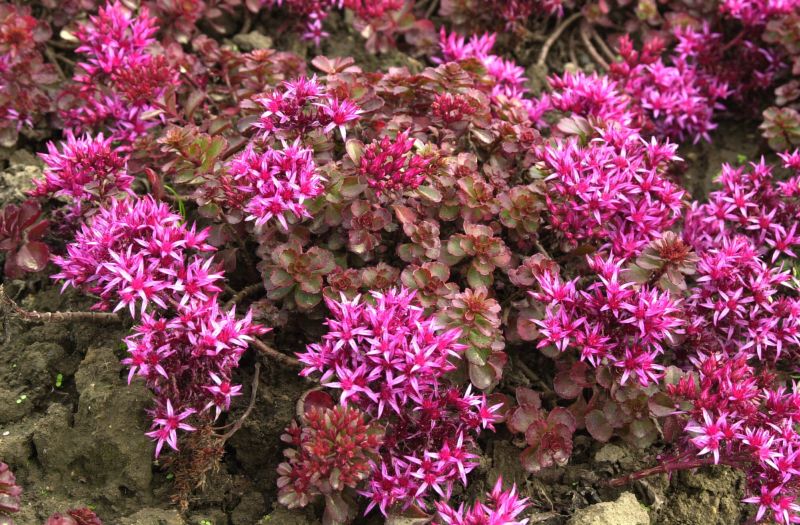 Sedum spurium 'Fuldaglut' - Garten-Teppich-Fettblatt Fuldaglut