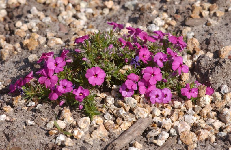 Phlox douglasii 'Red Admiral' - Garten-Teppich-Flammenblume Red Admiral