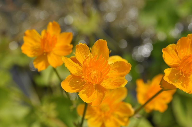 Trollius chinensis 'Golden Queen' - Garten-Trollblume