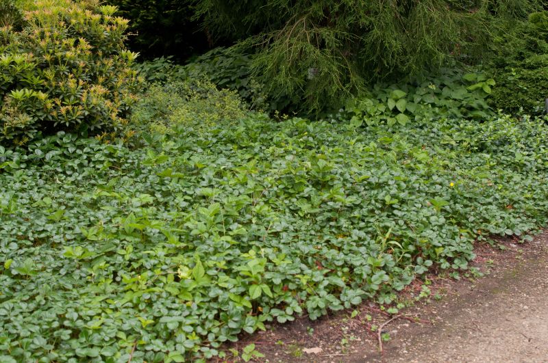Fragaria chiloense 'Chaval' - Garten-Zier-Erdbeere