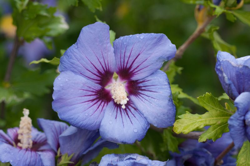 Hibiscus syriacus 'Marina' - Garteneibisch 'Marina'