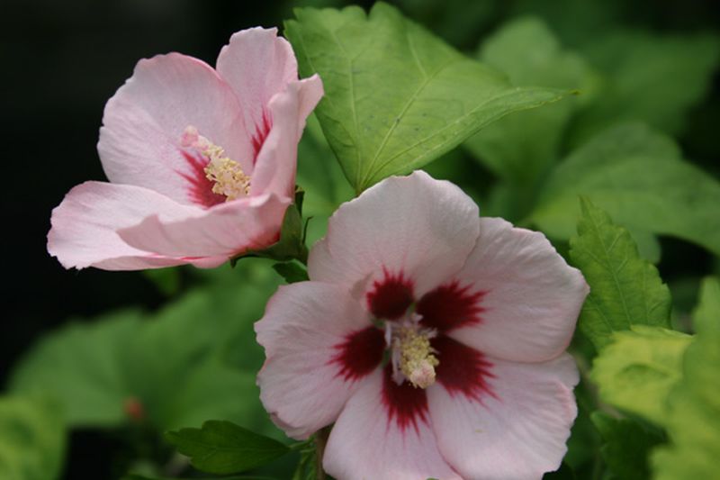 Hibiscus syriacus 'Mathilda' - Garteneibisch 'Mathilda'