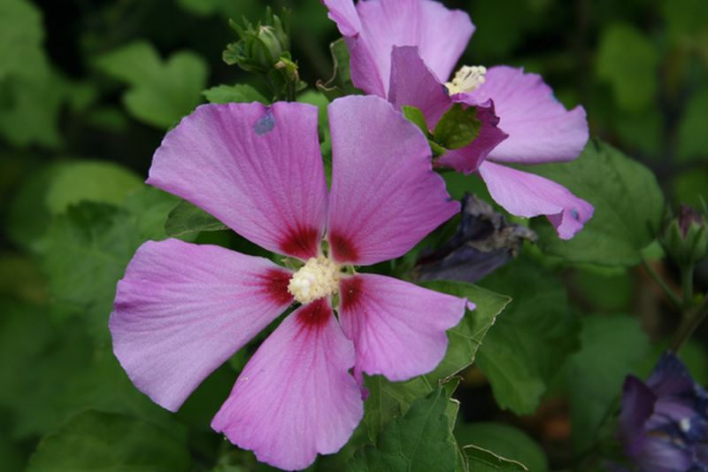 Hibiscus syriacus 'Russian Violet' - Garteneibisch 'Russian Violet'