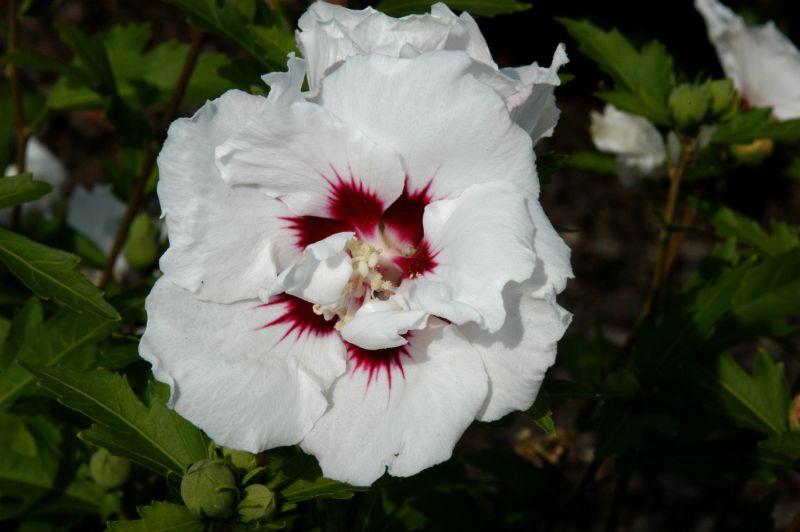 Hibiscus syriacus 'Speciosus' - Garteneibisch 'Speciosus'