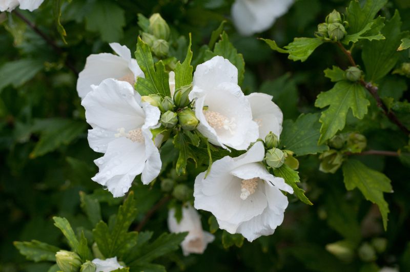 Hibiscus syriacus 'Totus Albus' - Garteneibisch 'Totus Albus'