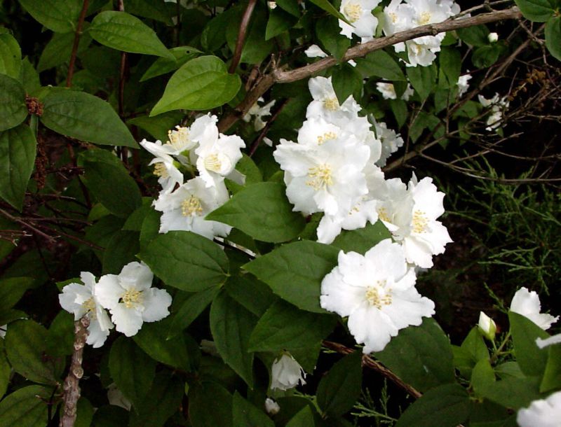 Philadelphus 'Manteau d'Hermine' - Gartenjasmin 'Manteau d'Hermine'