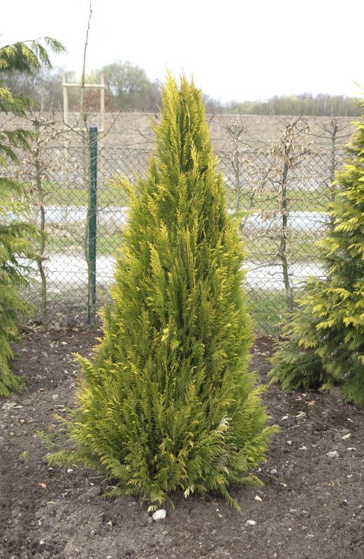 Chamaecyparis lawsoniana 'Romana' - Gartenzypresse 'Romana'