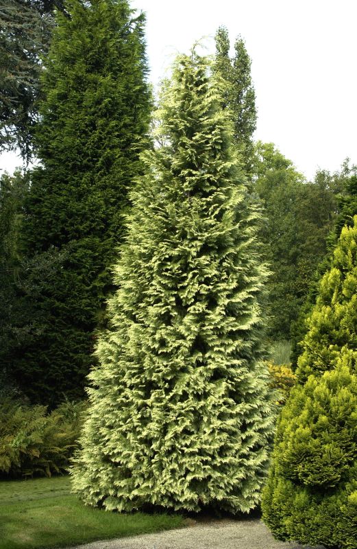 Chamaecyparis lawsoniana 'Silver Queen' - Gartenzypresse 'Silver Queen'