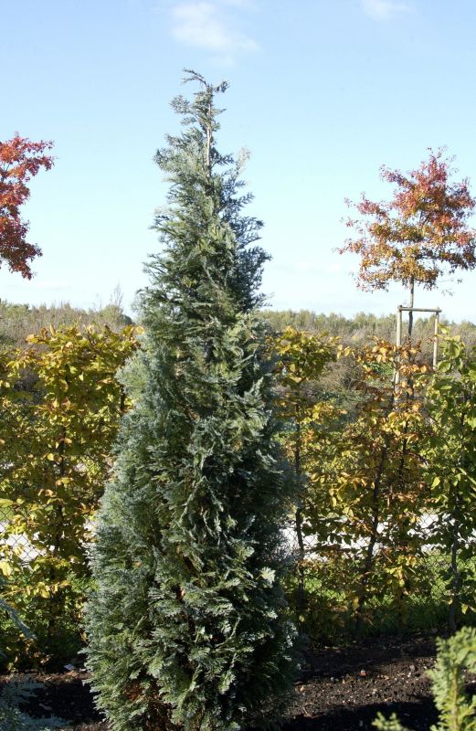 Chamaecyparis lawsoniana 'Van Pelts Blue' - Gartenzypresse 'Van Pelts Blue'