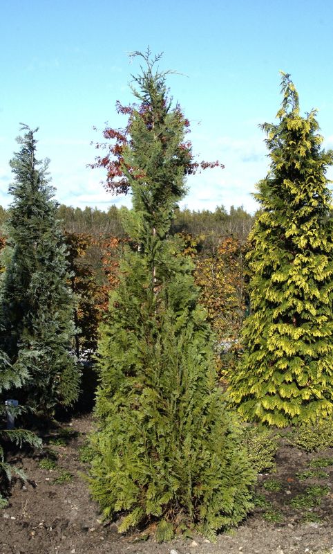 Chamaecyparis lawsoniana 'White Spot' - Gartenzypresse 'White Spot'