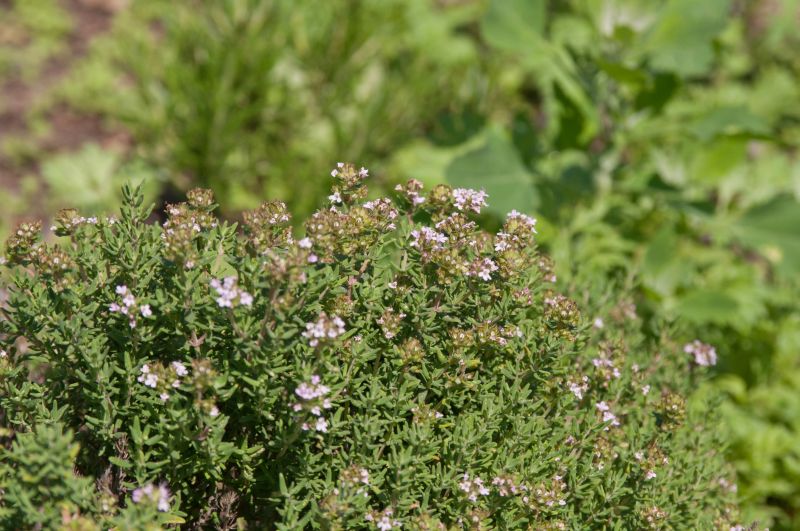 Thymus vulgaris 'Compactus' - Gedrungener Garten-Thymian