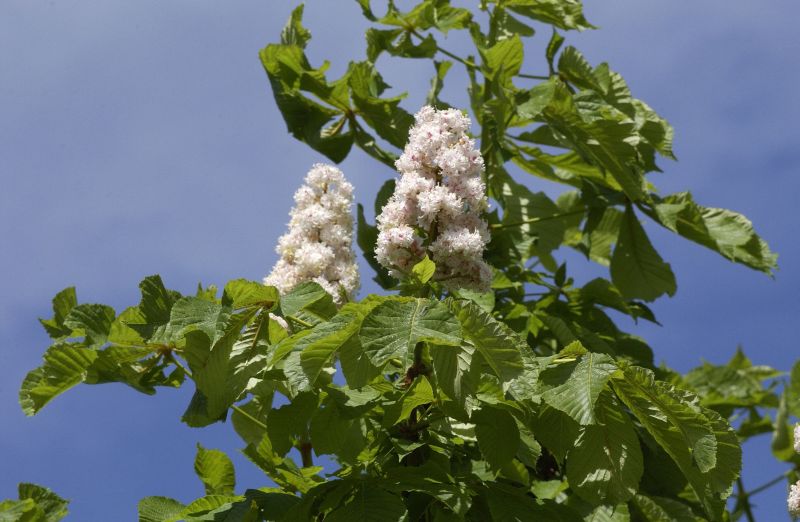 Aesculus hippocastanum 'Baumannii' - Gefülltblühende Rosskastanie