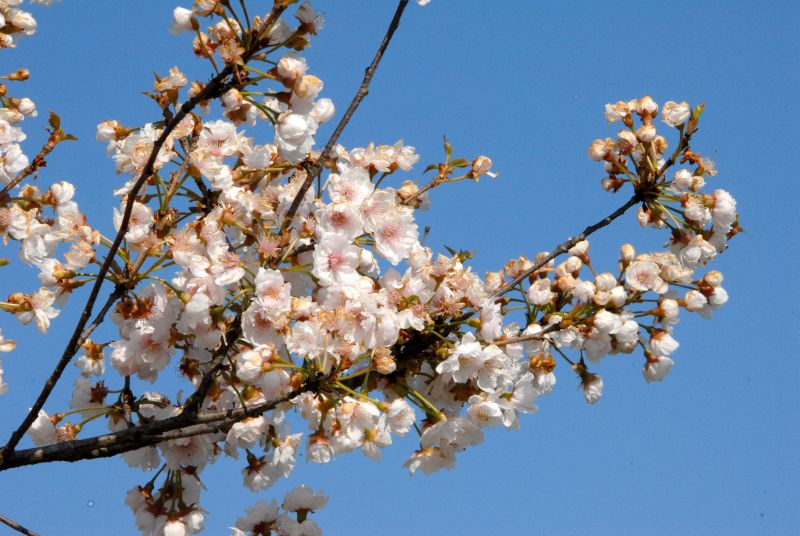 Prunus subhirtella 'Plena' CAC - Gefüllte Frühlingskirsche