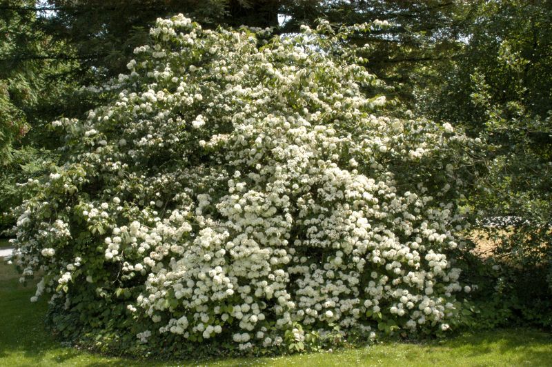 Viburnum plicatum - Gefüllter Jap.Schneeball