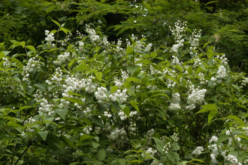 Deutzia scabra 'Candidissima' - Gefüllter Sternchenstrauch 'Candidissima'