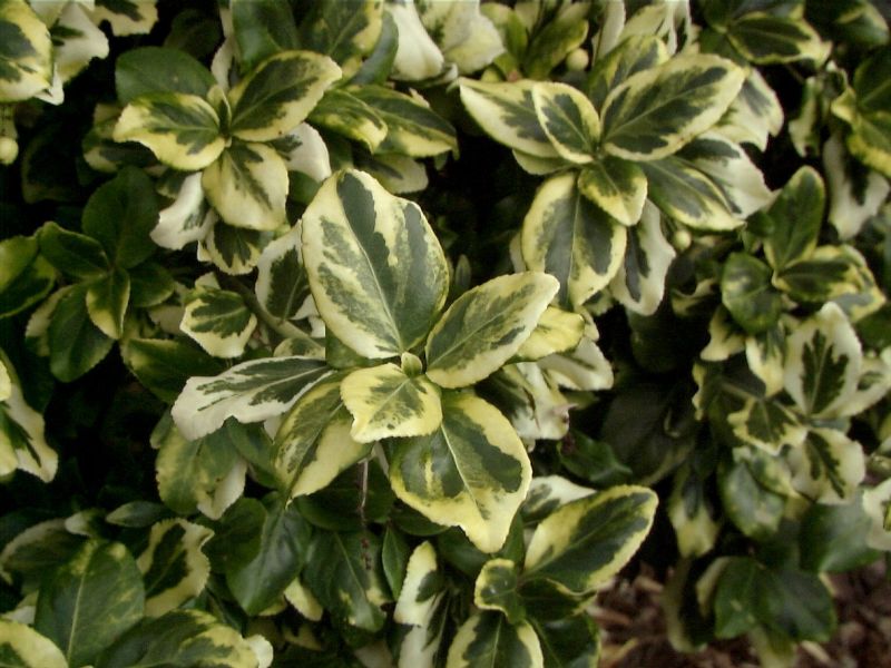 Euonymus fortunei 'Gold Tip' - Gelbbunte Kriechspindel 'Gold Tip'