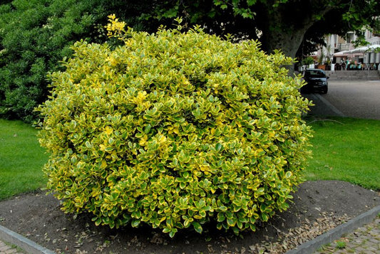Ilex aquifolium 'Golden van Tol' - Gelbbunte Stechpalme 'Golden van Tol'