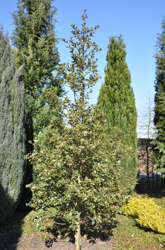 Ilex aquifolium 'Rubricaulis Aurea' - Gelbbunte Stechpalme 'Rubricaulis Aurea'