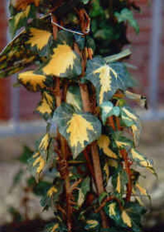 Hedera helix 'Goldheart' - Gelbbunter Efeu