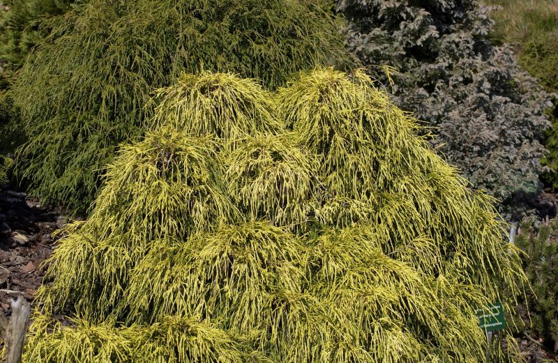 Chamaecyparis pis.'Filifera Aurea Nana' - Gelbe Fadenzypresse 'Filifera Aurea Nana'