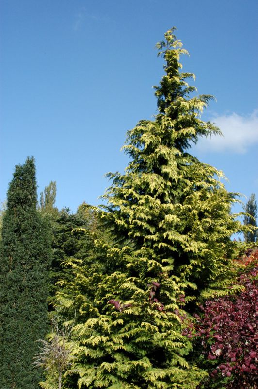 Chamaecyparis lawsoniana 'Golden Wonder' - Gelbe Gartenzypresse 'Golden Wonder'