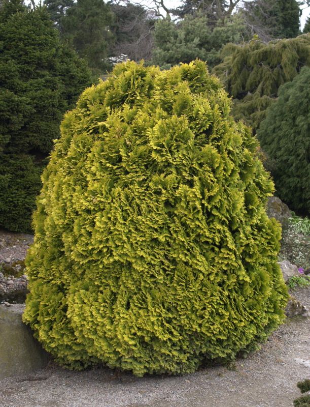 Chamaecyparis lawsoniana 'Minima Aurea' - Gelbe Kissenzypresse